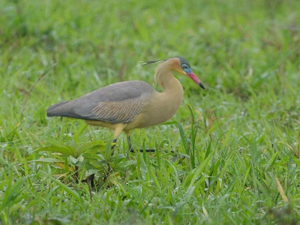 Fluitreiger (Syrigma sibilatrix)